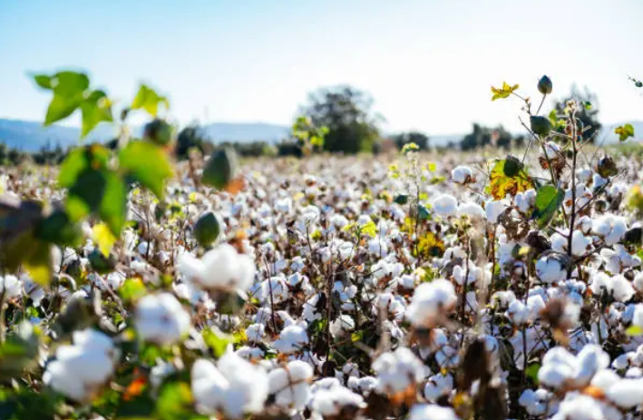 Negócios Agro – evite prejuízos na colheita: a manutenção entre safras pode reduzir em até 80% os problemas nas colhedoras de algodão