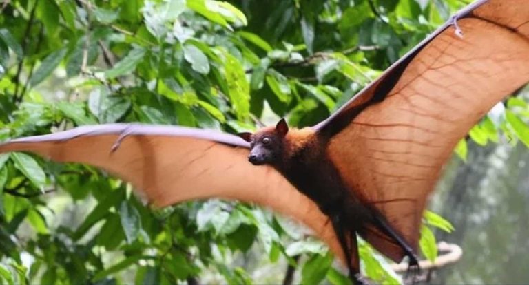 Alerta global se espalha devido à transmissão silenciosa do vírus Nipah por morcegos