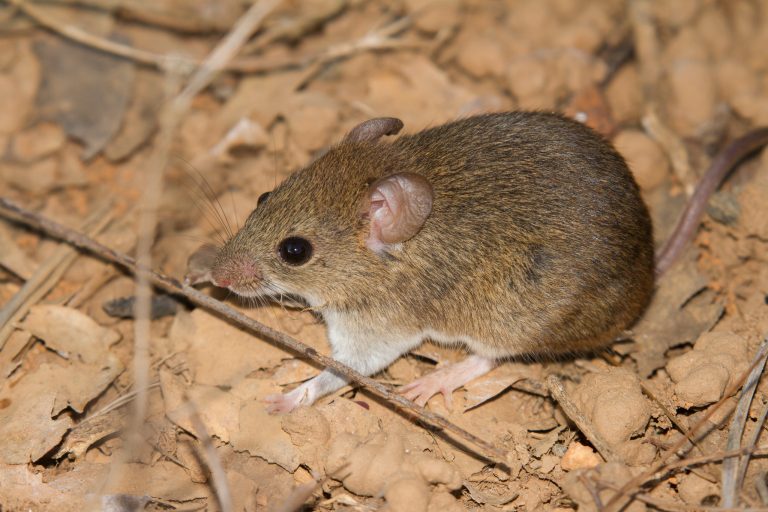 Hantavírus: saiba mais sobre os perigos e sinais da enfermidade que causou três mortes em cruzeiro