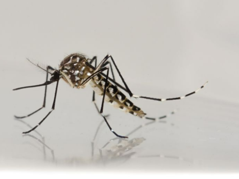Ministério da Saúde interrompe vacinação contra dengue após relatos de óbitos